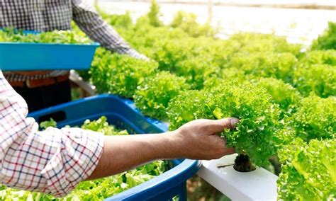 How To Start Hydroponic Farming Business